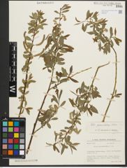Foto von Salix pycnostachya Andersson